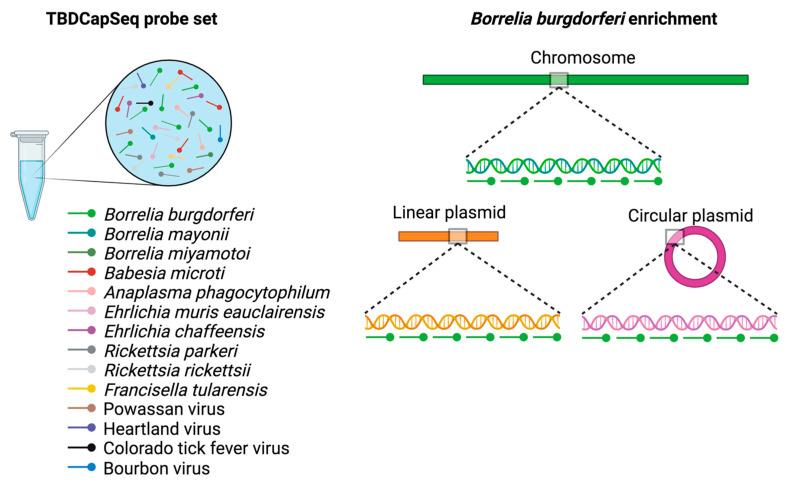 https://cdn.ncbi.nlm.nih.gov/pmc/blobs/5b72/10674443/aecd0bad5e7a/pathogens-12-01371-g001.jpg