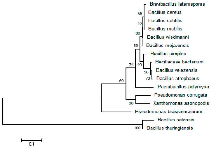 https://cdn.ncbi.nlm.nih.gov/pmc/blobs/5b73/11676687/67a9e8e07006/microorganisms-12-02416-g010.jpg