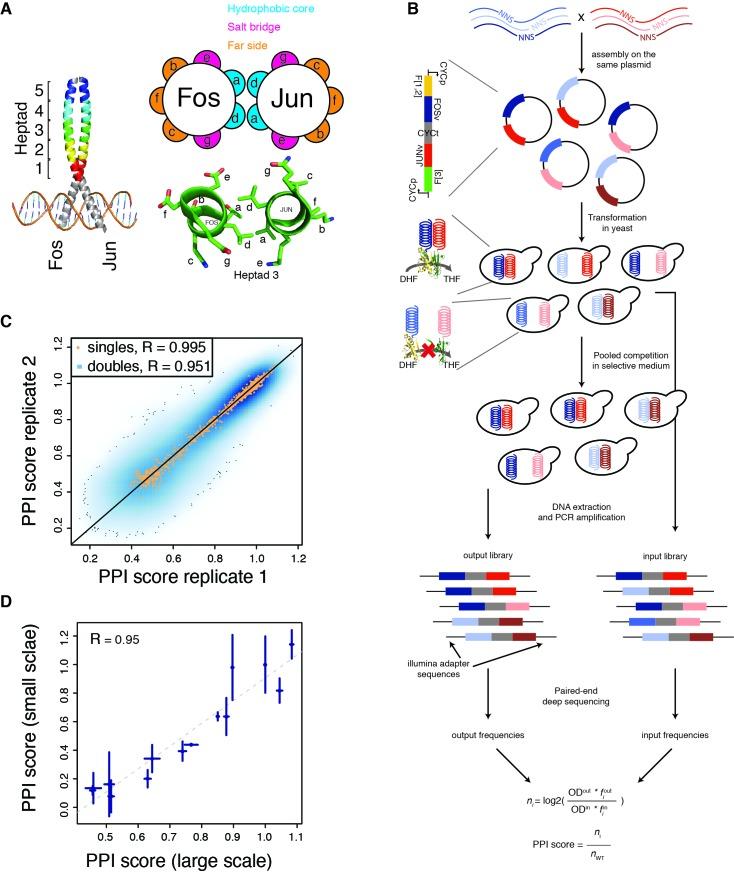 https://cdn.ncbi.nlm.nih.gov/pmc/blobs/5b73/5896888/326dce0bb9c2/elife-32472-fig1.jpg