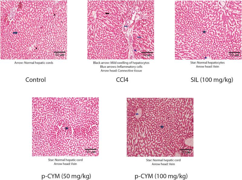 https://cdn.ncbi.nlm.nih.gov/pmc/blobs/5b74/12032992/dca9d8d313a8/j_biol-2022-1054-fig005.jpg