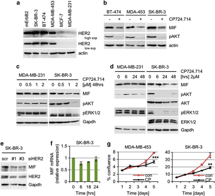 https://cdn.ncbi.nlm.nih.gov/pmc/blobs/5b74/4040658/98b59df059de/cddis2013508f1.jpg