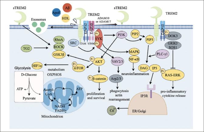 https://cdn.ncbi.nlm.nih.gov/pmc/blobs/5b76/11573818/8cbf72f7be68/42414_2024_366_Fig2_HTML.jpg