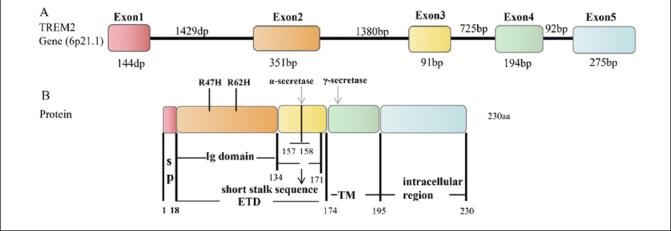 https://cdn.ncbi.nlm.nih.gov/pmc/blobs/5b76/11573818/d331d018c5dd/42414_2024_366_Fig1_HTML.jpg
