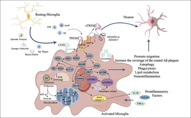 https://cdn.ncbi.nlm.nih.gov/pmc/blobs/5b76/11573818/e9eea93217bc/42414_2024_366_Fig3_HTML.jpg