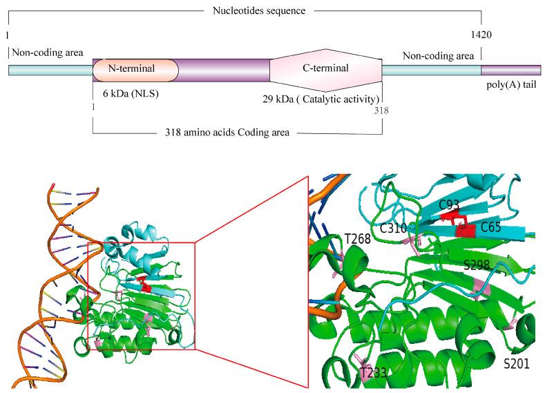 https://cdn.ncbi.nlm.nih.gov/pmc/blobs/5b78/11988304/3d6f3b5c2310/ijms-26-03034-g001.jpg