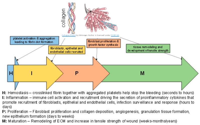 https://cdn.ncbi.nlm.nih.gov/pmc/blobs/5b7a/8151502/f055fce7ba78/bioengineering-08-00063-g001.jpg