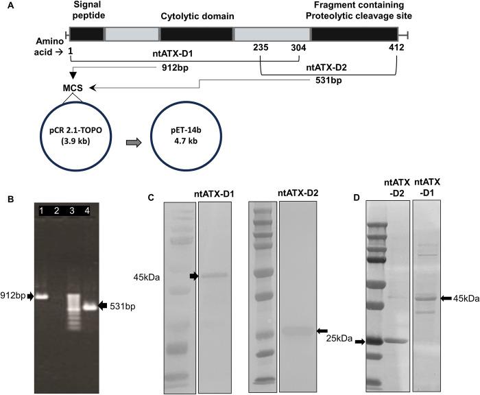 https://cdn.ncbi.nlm.nih.gov/pmc/blobs/5b7e/11057757/eb732997026d/pone.0302555.g001.jpg