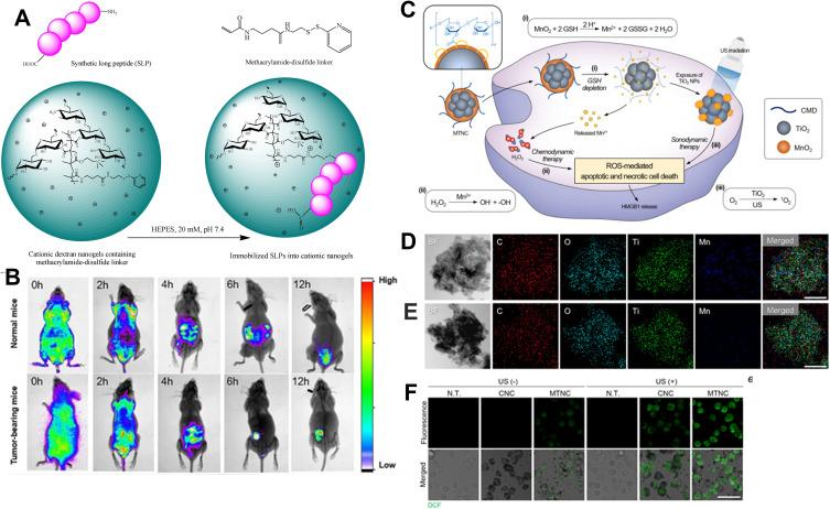 https://cdn.ncbi.nlm.nih.gov/pmc/blobs/5b7f/11278852/5dd8a32c4c3c/IJN-19-7415-g0010.jpg