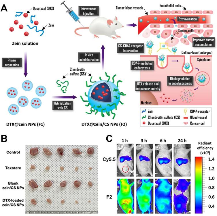 https://cdn.ncbi.nlm.nih.gov/pmc/blobs/5b7f/11278852/64f96496021c/IJN-19-7415-g0006.jpg