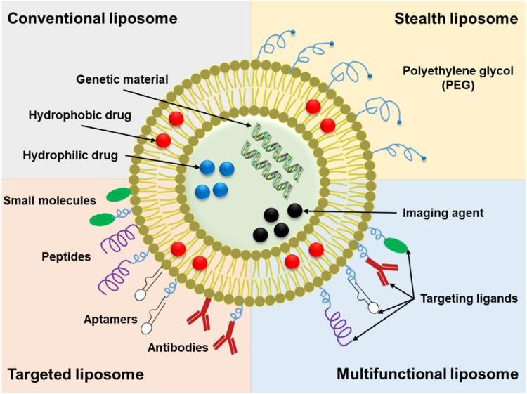 https://cdn.ncbi.nlm.nih.gov/pmc/blobs/5b7f/11278852/75fa91f555f6/IJN-19-7415-g0015.jpg
