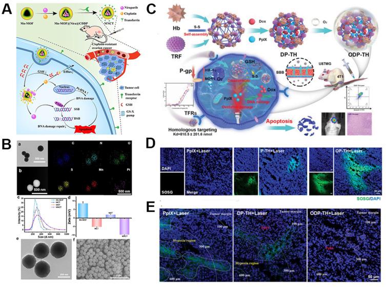 https://cdn.ncbi.nlm.nih.gov/pmc/blobs/5b7f/11278852/7ee7670ab766/IJN-19-7415-g0007.jpg