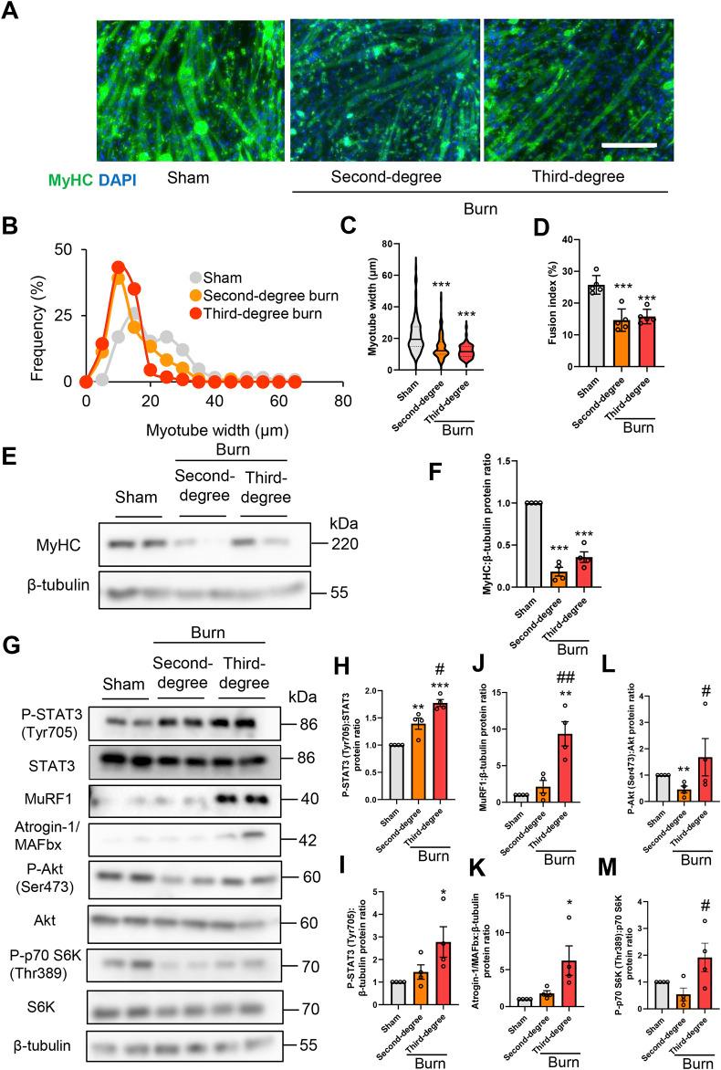 https://cdn.ncbi.nlm.nih.gov/pmc/blobs/5b7f/9800842/91cd973c646d/fphar-13-1031906-g003.jpg
