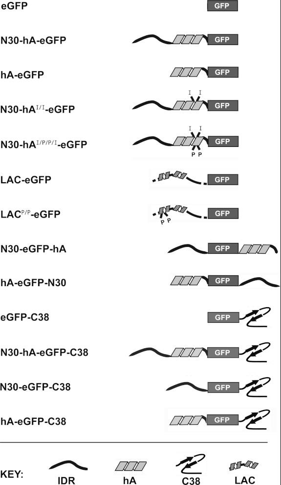 https://cdn.ncbi.nlm.nih.gov/pmc/blobs/5b80/3549573/263d6a206263/bsr2012-0112i001.jpg