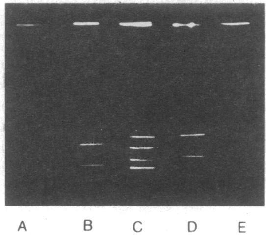 https://cdn.ncbi.nlm.nih.gov/pmc/blobs/5b81/383688/f2b9244adf94/pnas00006-0282-a.jpg