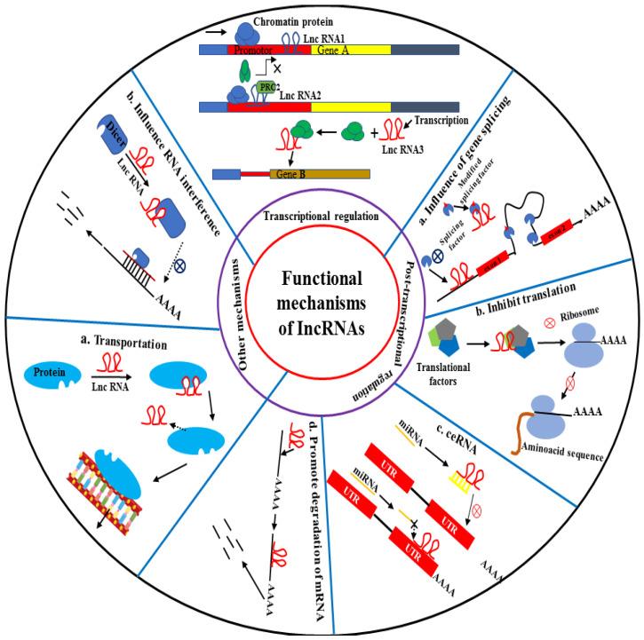 https://cdn.ncbi.nlm.nih.gov/pmc/blobs/5b81/9405066/ac177fff1d40/bioengineering-09-00406-g003.jpg