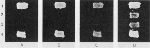 https://cdn.ncbi.nlm.nih.gov/pmc/blobs/5b84/365223/6f12cd3ef1ad/molcellb00076-0073-a.jpg