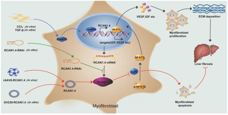https://cdn.ncbi.nlm.nih.gov/pmc/blobs/5b85/6599664/0adadefa4a1a/thnov09p4308g008.jpg