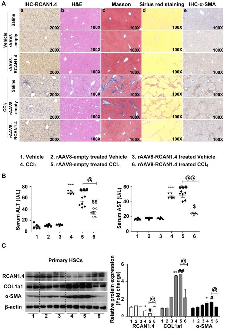 https://cdn.ncbi.nlm.nih.gov/pmc/blobs/5b85/6599664/85f928a4983f/thnov09p4308g002.jpg
