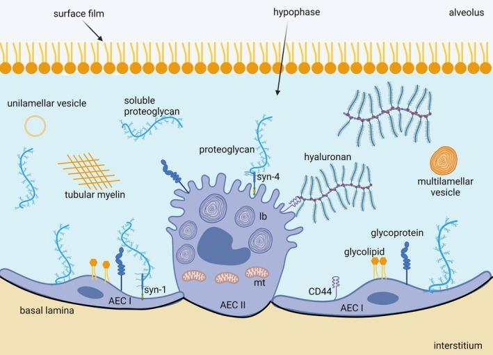 https://cdn.ncbi.nlm.nih.gov/pmc/blobs/5b87/11996704/07ba099c51b5/JOA-246-770-g001.jpg