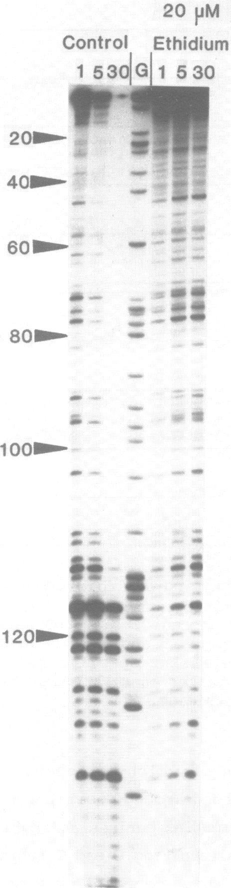https://cdn.ncbi.nlm.nih.gov/pmc/blobs/5b88/340448/81c01e55490f/nar00246-0126-a.jpg