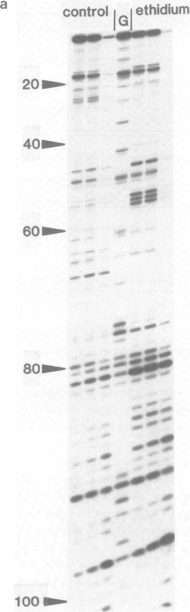 https://cdn.ncbi.nlm.nih.gov/pmc/blobs/5b88/340448/e0b408f40802/nar00246-0124-a.jpg