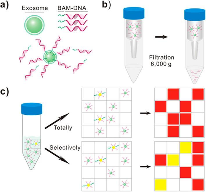 https://cdn.ncbi.nlm.nih.gov/pmc/blobs/5b8b/8603992/44ebd295c6cf/43556_2020_2_Fig5_HTML.jpg