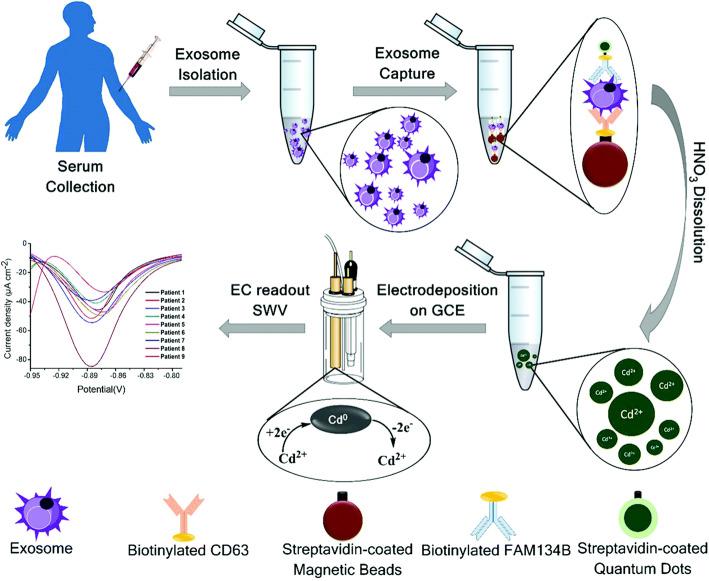 https://cdn.ncbi.nlm.nih.gov/pmc/blobs/5b8b/8603992/745cb53bdac1/43556_2020_2_Fig6_HTML.jpg