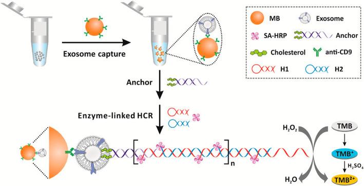 https://cdn.ncbi.nlm.nih.gov/pmc/blobs/5b8b/8603992/eab1ce242bdc/43556_2020_2_Fig4_HTML.jpg