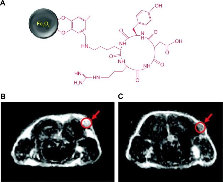 https://cdn.ncbi.nlm.nih.gov/pmc/blobs/5b8f/4358688/b76096f4811d/ijn-10-1727Fig2.jpg