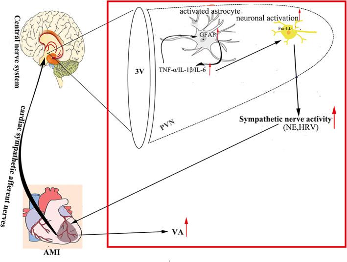 https://cdn.ncbi.nlm.nih.gov/pmc/blobs/5b95/9465199/96fab3da7eec/JCMM-26-4805-g002.jpg