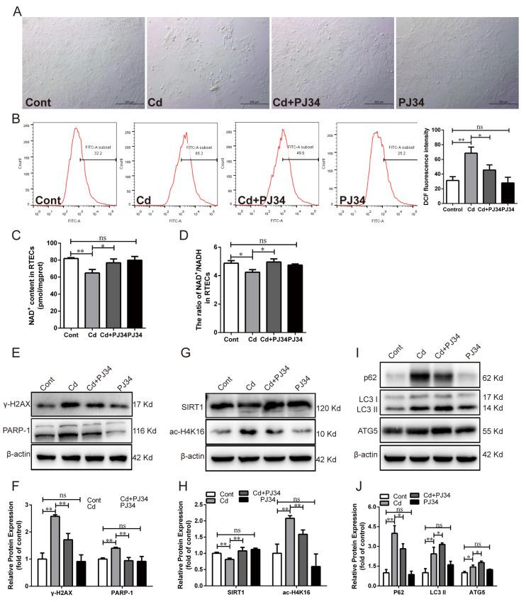 https://cdn.ncbi.nlm.nih.gov/pmc/blobs/5b98/11117664/125a169e858c/antioxidants-13-00525-g003.jpg