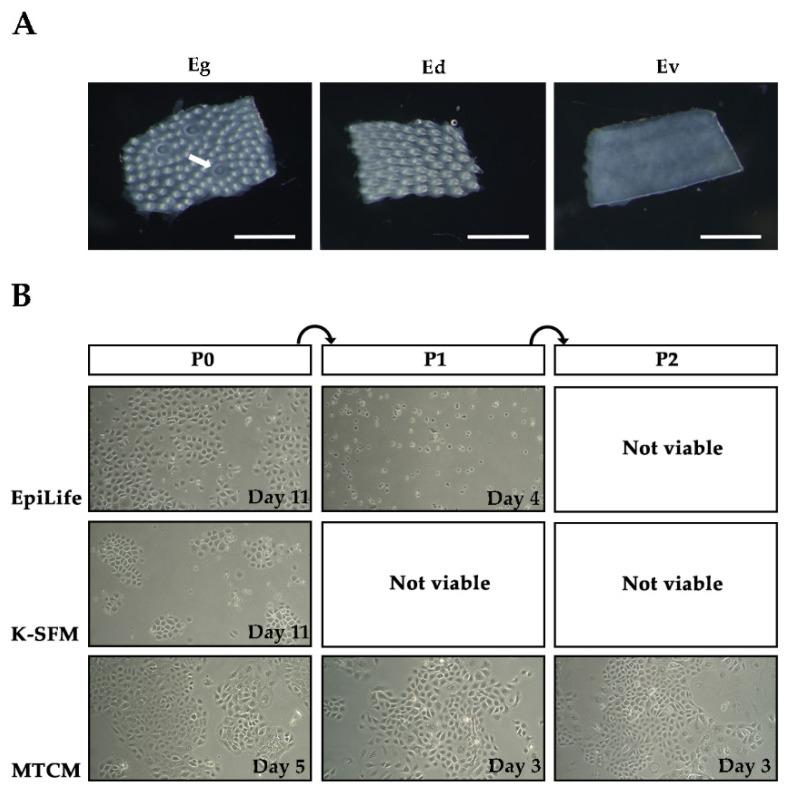 https://cdn.ncbi.nlm.nih.gov/pmc/blobs/5b99/8268148/7844aa71363d/ijms-22-06782-g001.jpg