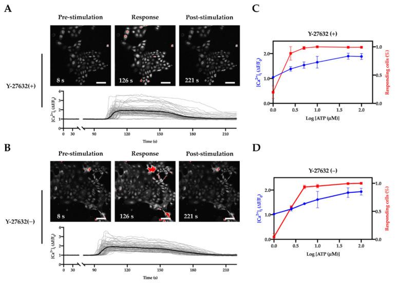 https://cdn.ncbi.nlm.nih.gov/pmc/blobs/5b99/8268148/a97e609b8484/ijms-22-06782-g004.jpg