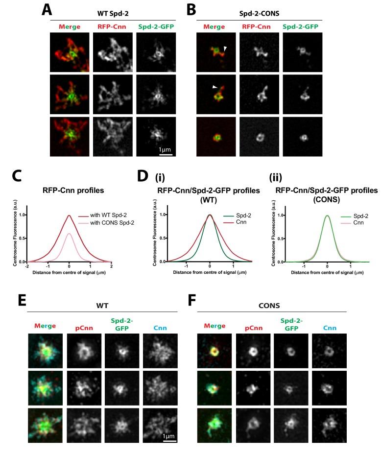 https://cdn.ncbi.nlm.nih.gov/pmc/blobs/5b9a/6733597/0ce508d10e28/elife-50130-fig7.jpg