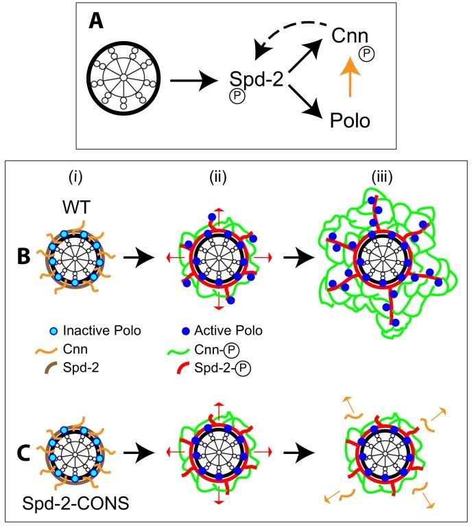 https://cdn.ncbi.nlm.nih.gov/pmc/blobs/5b9a/6733597/310e97cdd1b4/elife-50130-fig11.jpg