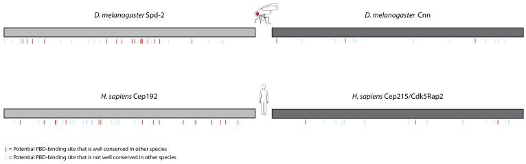 https://cdn.ncbi.nlm.nih.gov/pmc/blobs/5b9a/6733597/3fa99d40cc11/elife-50130-fig2-figsupp1.jpg