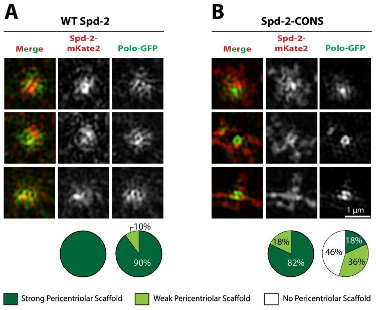 https://cdn.ncbi.nlm.nih.gov/pmc/blobs/5b9a/6733597/4fffcd310519/elife-50130-fig10.jpg