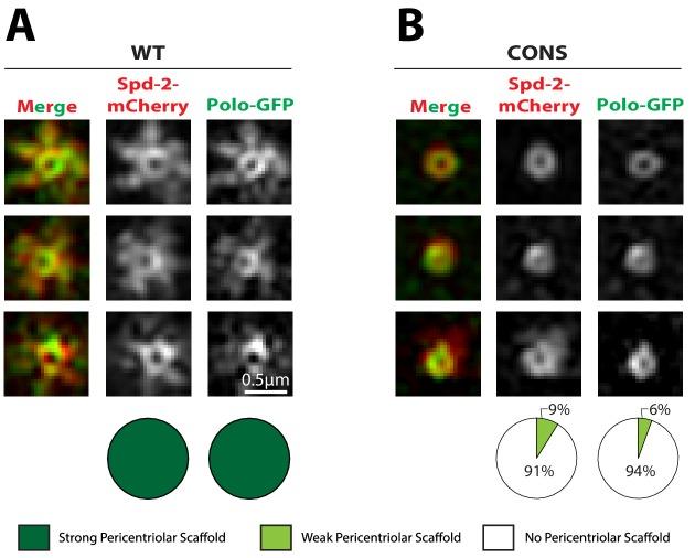 https://cdn.ncbi.nlm.nih.gov/pmc/blobs/5b9a/6733597/5d53bc3b4dcf/elife-50130-fig6.jpg