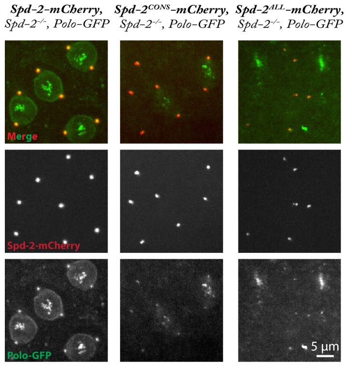 https://cdn.ncbi.nlm.nih.gov/pmc/blobs/5b9a/6733597/619c307bce23/elife-50130-fig6-figsupp1.jpg