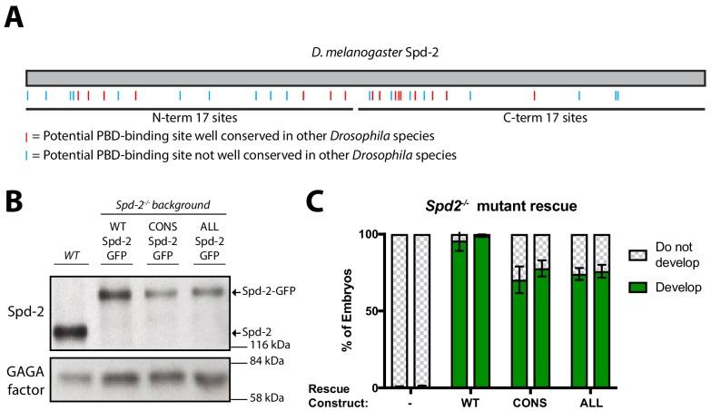 https://cdn.ncbi.nlm.nih.gov/pmc/blobs/5b9a/6733597/95b7b2930e8b/elife-50130-fig2.jpg