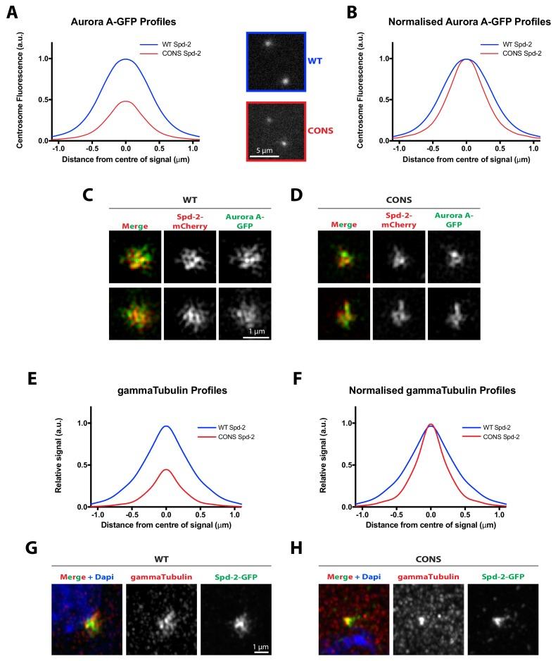 https://cdn.ncbi.nlm.nih.gov/pmc/blobs/5b9a/6733597/9a4c337d300f/elife-50130-fig7-figsupp1.jpg