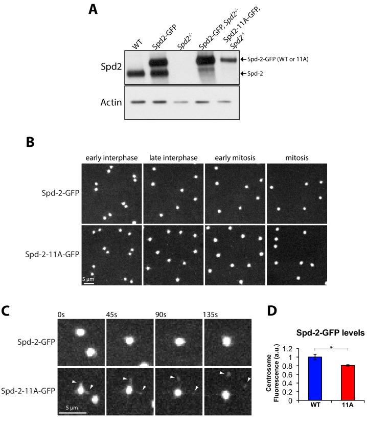 https://cdn.ncbi.nlm.nih.gov/pmc/blobs/5b9a/6733597/9fde7ac2cb7a/elife-50130-fig1-figsupp1.jpg