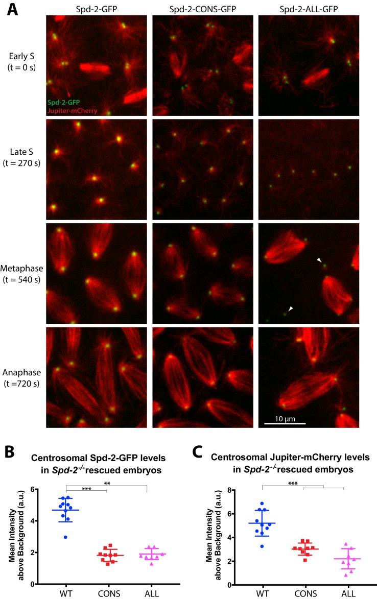 https://cdn.ncbi.nlm.nih.gov/pmc/blobs/5b9a/6733597/acd5fdc91a05/elife-50130-fig3.jpg