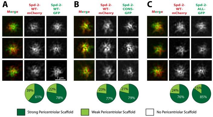 https://cdn.ncbi.nlm.nih.gov/pmc/blobs/5b9a/6733597/c46efbff1531/elife-50130-fig5.jpg