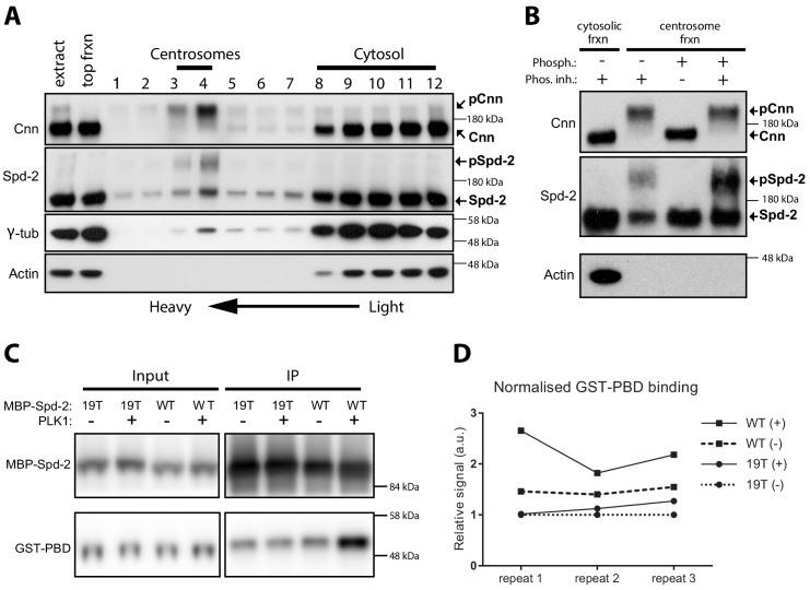 https://cdn.ncbi.nlm.nih.gov/pmc/blobs/5b9a/6733597/c5c4f71fea5b/elife-50130-fig1.jpg