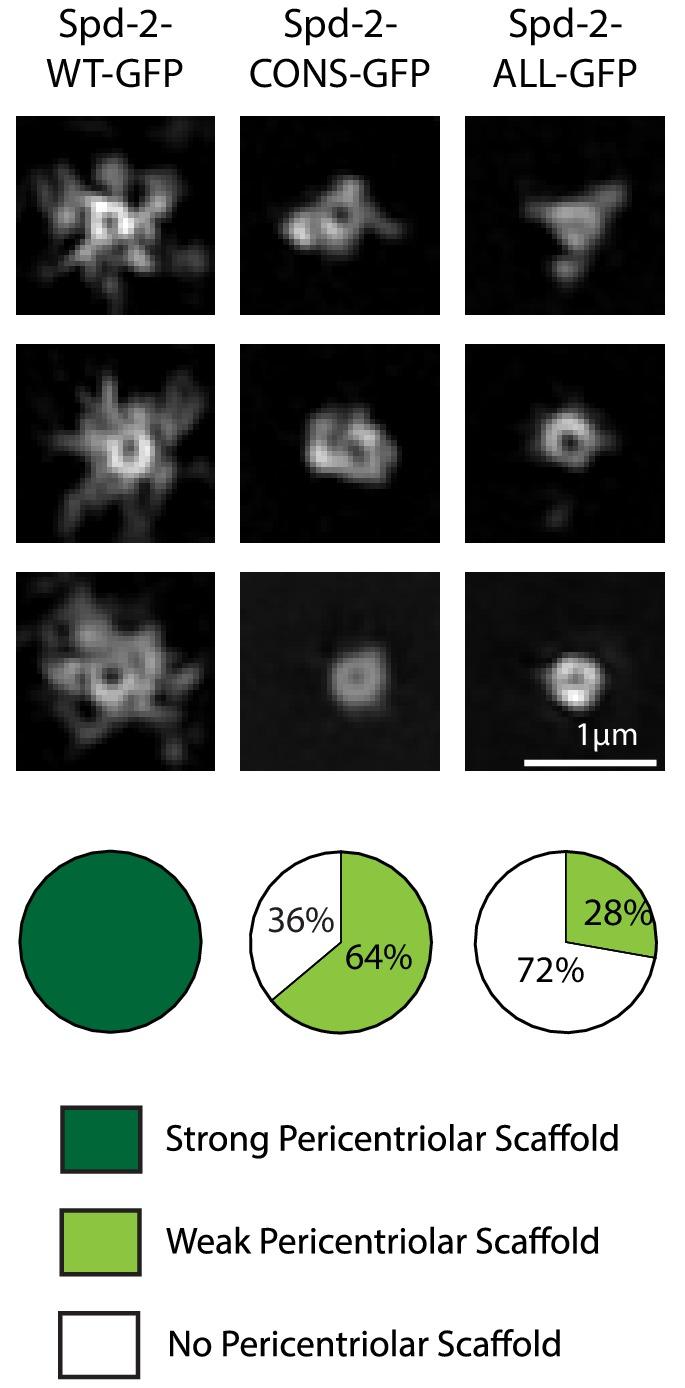 https://cdn.ncbi.nlm.nih.gov/pmc/blobs/5b9a/6733597/e71e6d91137b/elife-50130-fig4.jpg