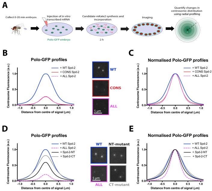 https://cdn.ncbi.nlm.nih.gov/pmc/blobs/5b9a/6733597/f489583c2586/elife-50130-fig9.jpg