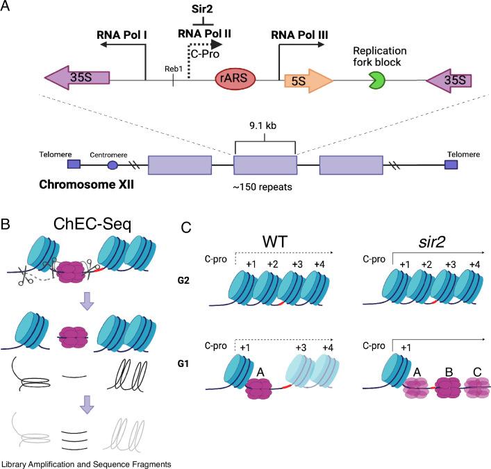https://cdn.ncbi.nlm.nih.gov/pmc/blobs/5b9b/11745493/912a67c9f036/elife-97438-fig1.jpg