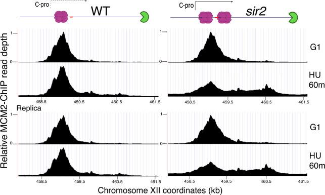 https://cdn.ncbi.nlm.nih.gov/pmc/blobs/5b9b/11745493/e10d56689b3c/elife-97438-fig5-figsupp3.jpg