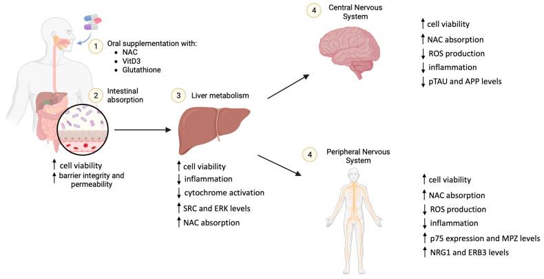https://cdn.ncbi.nlm.nih.gov/pmc/blobs/5b9f/10931255/a626b4f74072/foods-13-00774-g0A1.jpg